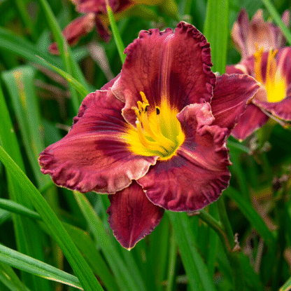 Hemerocallis 'Purplelicious'