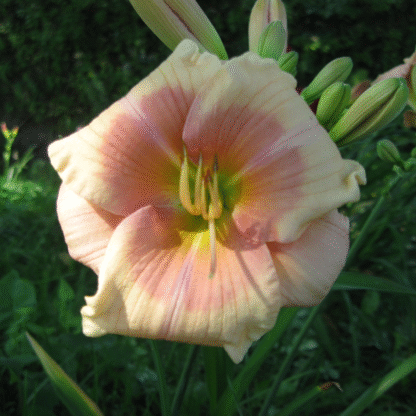 Hemerocallis 'Janice Brown'