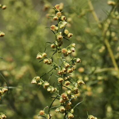 French Tarragon Herb – Artemisia Dracunculus