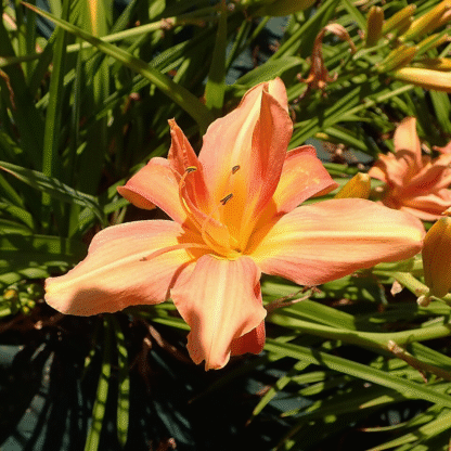 Hemerocallis 'Flower Basket'
