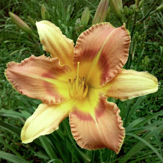 Hemerocallis 'Veins of Truth'