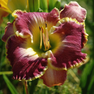 Hemerocallis 'Cape Breton'