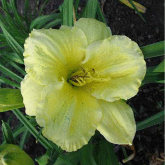 Hemerocallis 'Girl Scout'