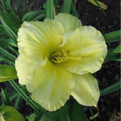 Hemerocallis 'Girl Scout'