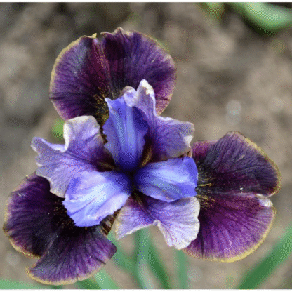 Iris Sibirica 'Black Joker'