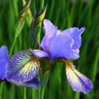 Iris Sibirica 'Pennywhistle'