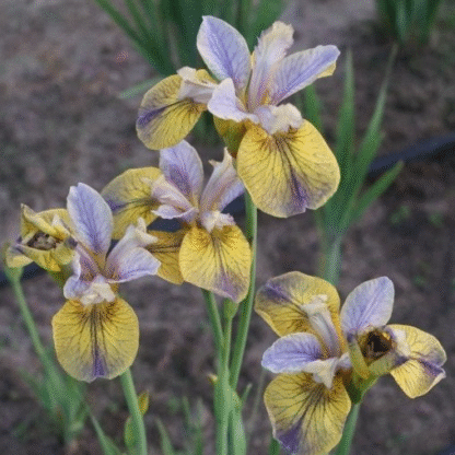Iris Sibirica 'Tipped in Blue'