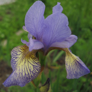 Iris Sibirica 'Banish Misfortune'