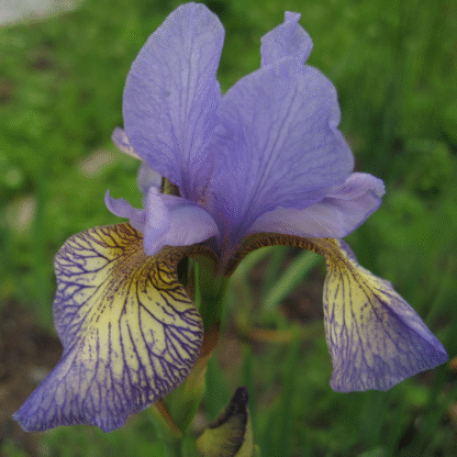 Iris Sibirica 'Banish Misfortune'