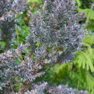 Leptospermum Silver Sheen  - New Zealand Tea Tree - in Bud And Bloom