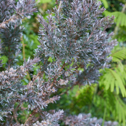 Leptospermum Silver Sheen  - New Zealand Tea Tree - in Bud And Bloom