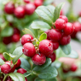 Vaccinium Vitis-Idaea 'Miss Cherry' - Lingonberry