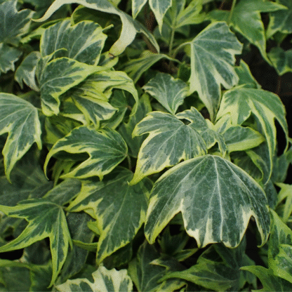 Hedera Helix 'Yellow Ripple'