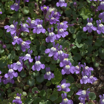 Cymbalaria Pallida