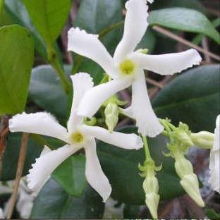 Trachelospermum Jasminoides - Young Star Jasmine Vine