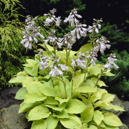Hosta 'August Moon'