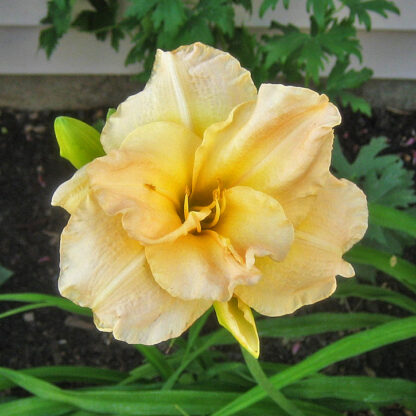 Hemerocallis 'Jean Swann'
