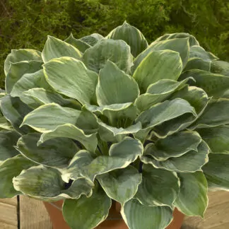 Hosta 'Pizzazz'