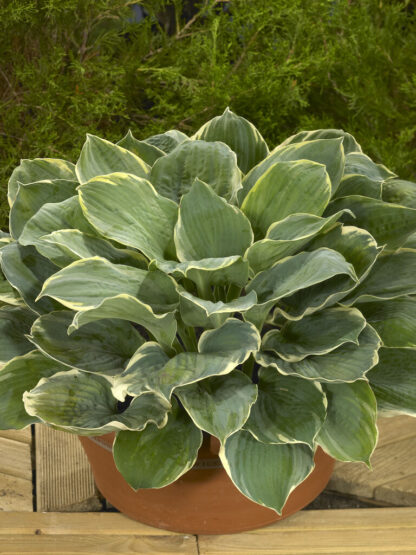 Hosta 'Pizzazz'