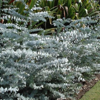 Eucalyptus Cinerea Silver Dollar - Silver-Blue Gum Tree