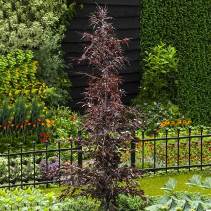 Fagus Sylvatica Midnight Feather - Large Specimen Circa 220-250cms