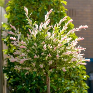 Flamingo Tree - Large Circa 180cm Standard Salix Integra Hakuro Nishiki
