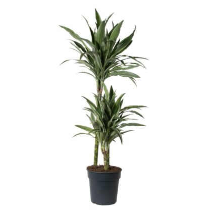 Dracaena Fragrans 'Warneckii Dragon Tree'