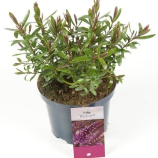 Hebe ‘bouquet’