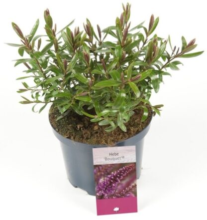 Hebe ‘bouquet’