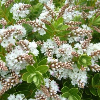 Hebe Wiri Mist