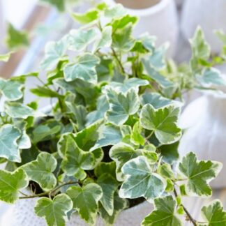 Trailing Variegated Ivy - Pack of Five Hedera Plants