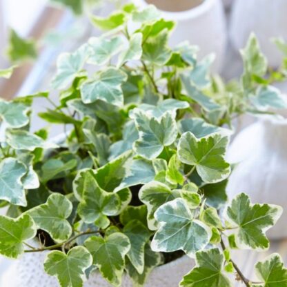 Trailing Variegated Ivy - Pack of Five Hedera Plants