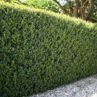 Hardy Box-Leaved Hedging - Ilex Crenata Luxus Green Hedge Plants - Pack of Five Super Bushy Plants