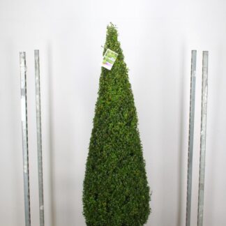 Contemporary Topiary Box Pyramid - Premium Quality Topiary Buxus - XXXL 170-190cm