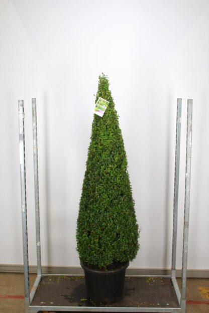 Contemporary Topiary Box Pyramid - Premium Quality Topiary Buxus - XXXL 170-190cm