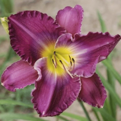 Hemerocallis 'Unchartered Waters'