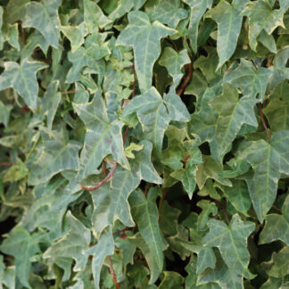 Hedera Helix 'Marginata Elegantissima' - Evergreen Ivy