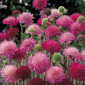 Knautia Macedonia - Melton Pastels - Scabious