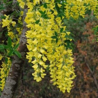 Laburnum Anagyroides - Golden Chain Tree - 150cm