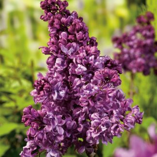 Syringa Vulgaris Mrs Edward Harding - Lilac