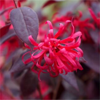 Loropetalum Chinensis Ever Red (Chang Nian Hong) - Chinese Witch Hazel