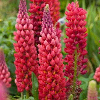 Lupinus West Country  - Lupin Towering Inferno