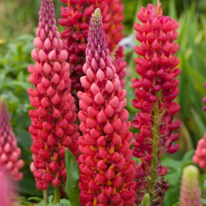 Lupinus West Country  - Lupin Towering Inferno