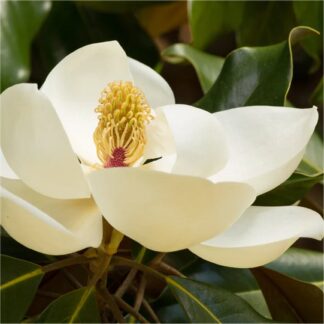 Magnolia Grandiflora 'Ferruginea' - Large Circa 150-170cm