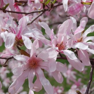 Magnolia x Loebneri 'Leonard Messel' -  Tulip Tree