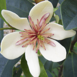 Magnolia Laevifolia x Figo 'White Caviar'