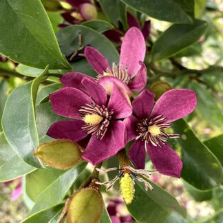 Magnolia Stellar Ruby