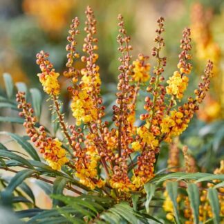 Mahonia Aquifolium Volcano