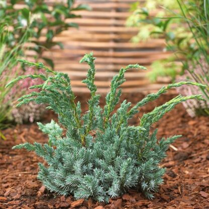 Juniperus Squamata Meyeri