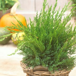 Juniperus x Pfitzeriana Mint Julep